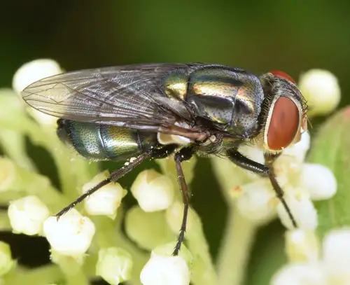Flesh-Eating Parasites Hit the US and Trump's Beef Problem Just Got Worse