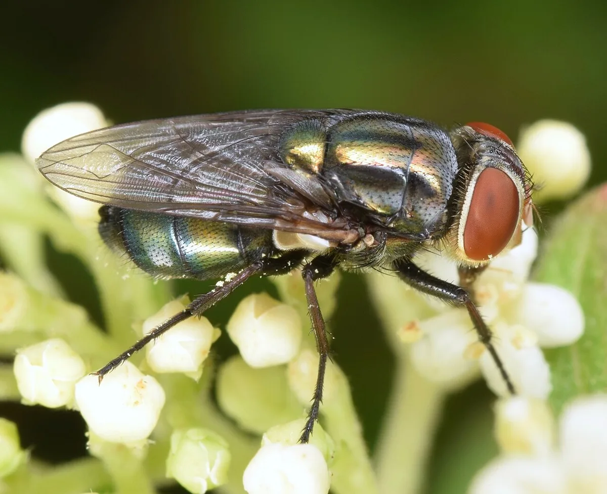 Secondary Screwworm - Cochliomyia macellaria (33426797738)