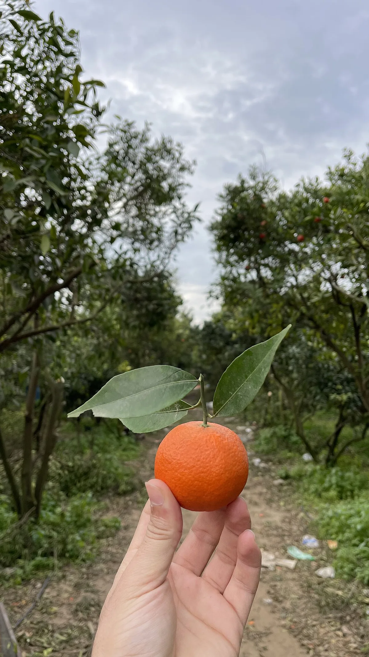 An orange fruit from farms inside Gaza before the 23-25 war