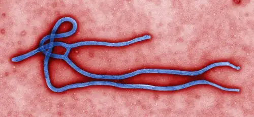 Ebola Is Spreading Into New Congo Regions With No Vaccine and 600 Dead