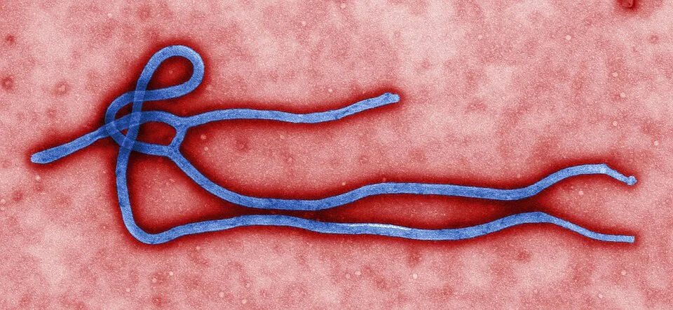 Ebola virus virion