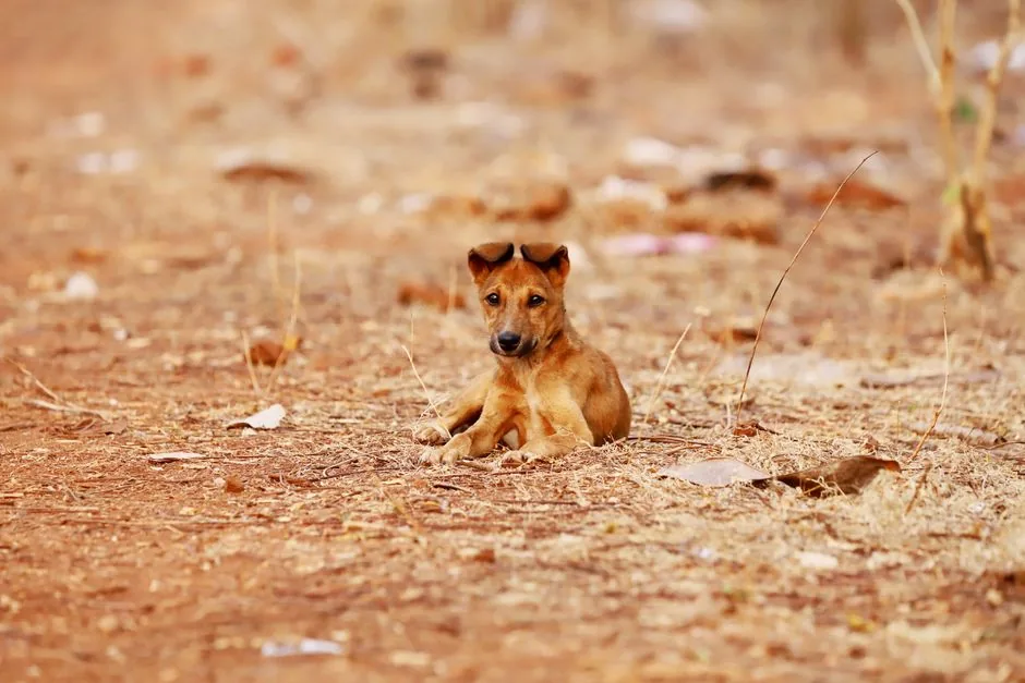 A brown dog relaxing on a dry and barren ground with scattered leaves.