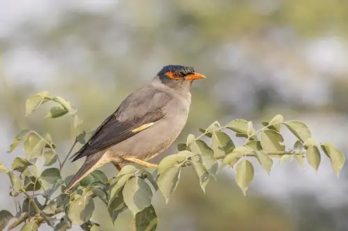A 7-Year-Old Bird Nerd Just Interviewed His Hero, and It's the Best Thing NPR Has Ever Done