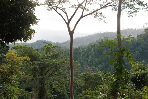 Netherlands Pledges $500 Million to Save Rainforests, Needs $117 Billion More