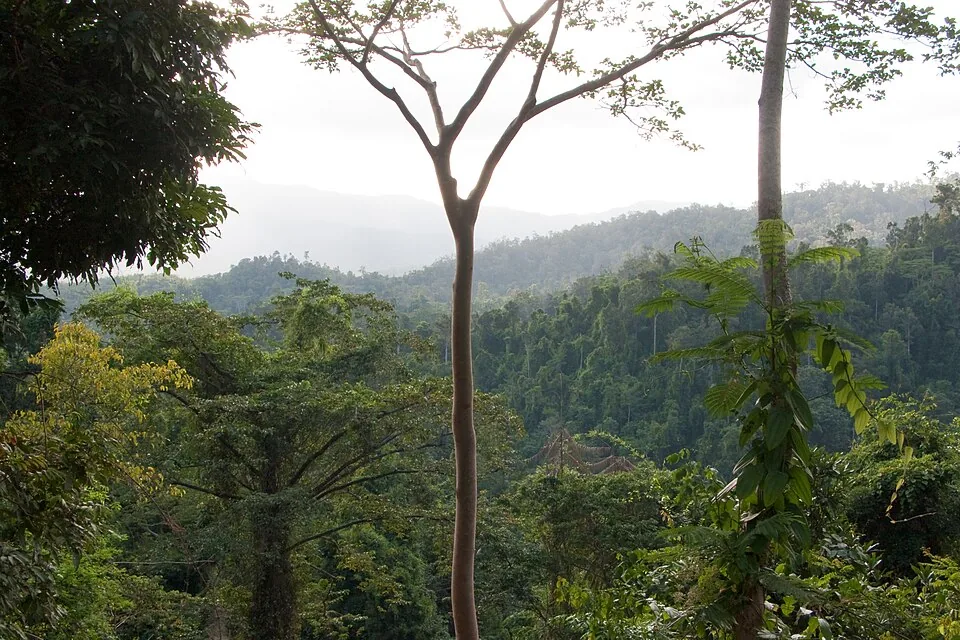 Palawan, Philippines, Tropical rainforest