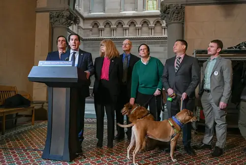 Brooklyn Pet Store Sold 373 Puppies in 2 Months By Pretending to Be a Rescue