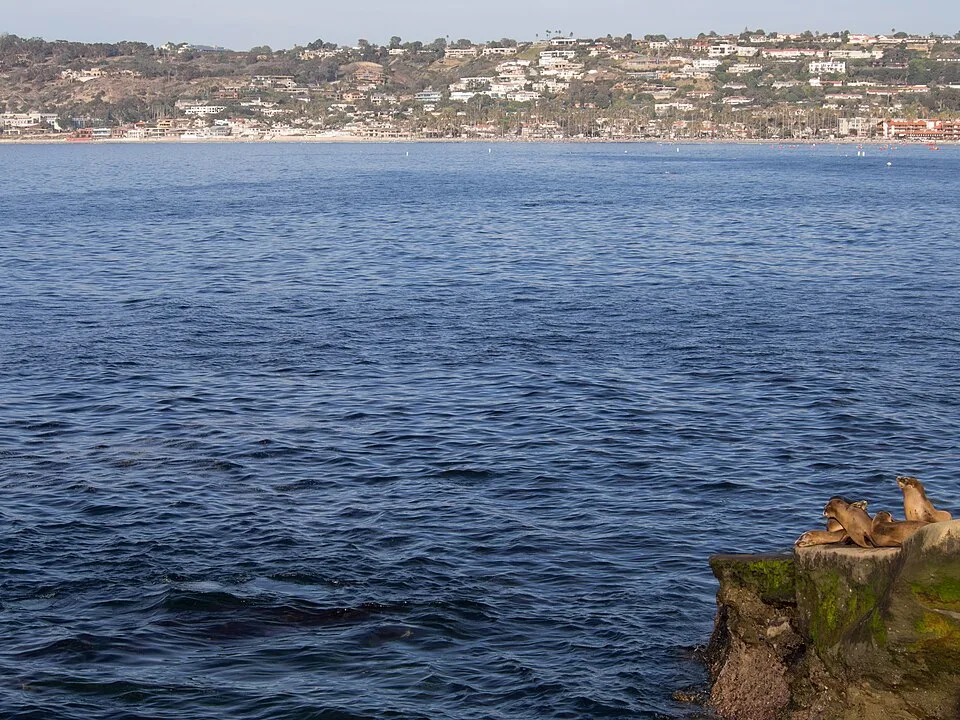 California sea lions in La Jolla (70581)