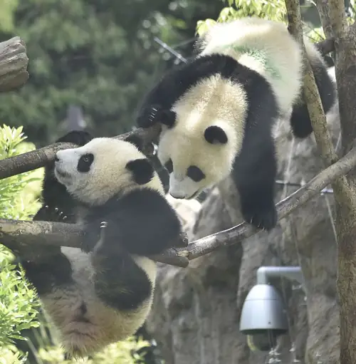 The Xi-Trump Summit's Big Win: Two Pandas on a FedEx Plane
