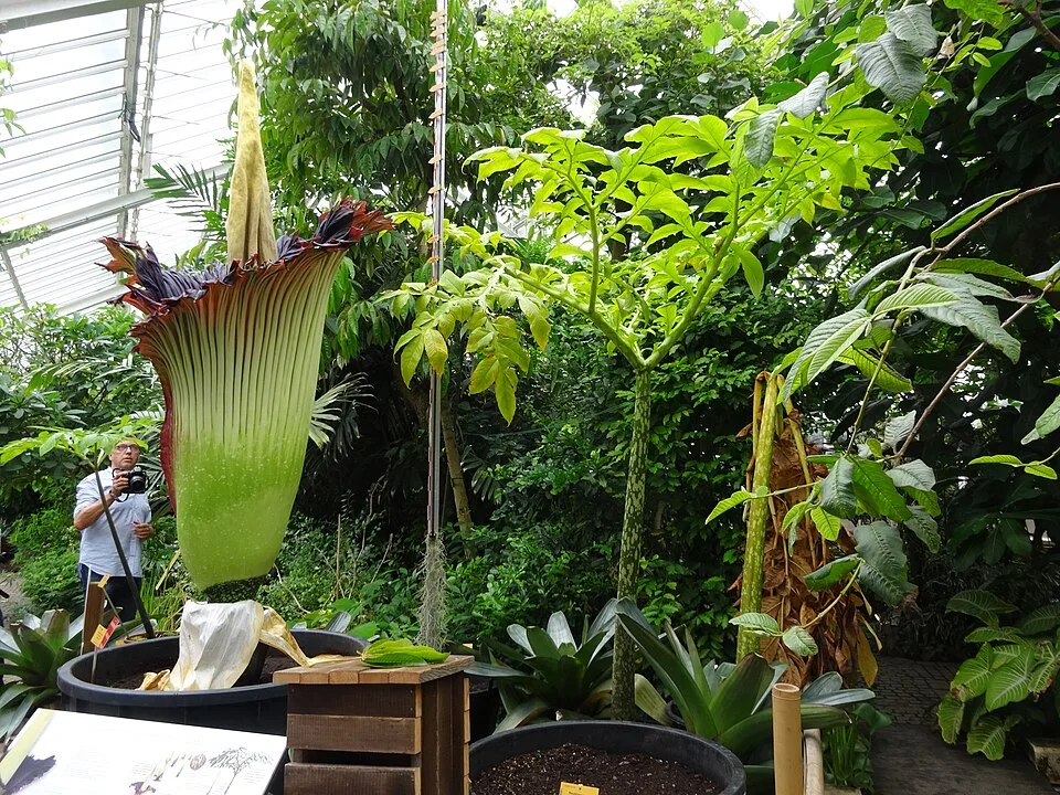 Amorphophallus titanum Meise 20160726