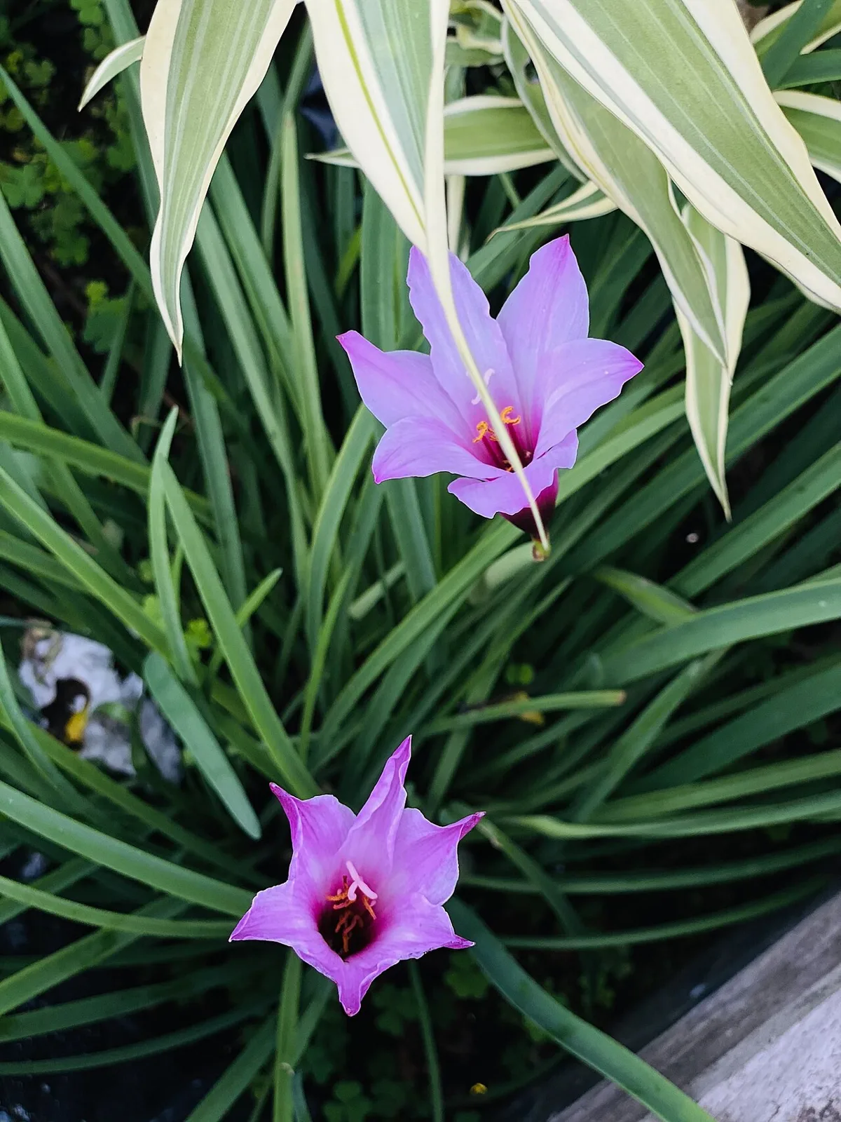 Flora at the foot of Mount Cameroon national Park 04