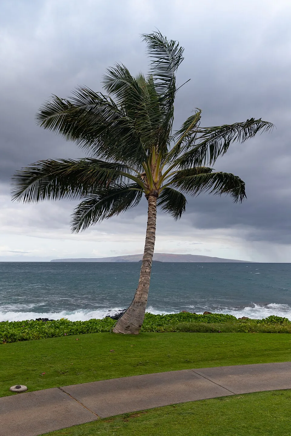 Palm during hurricane season Maui Hawaii (45015568704)