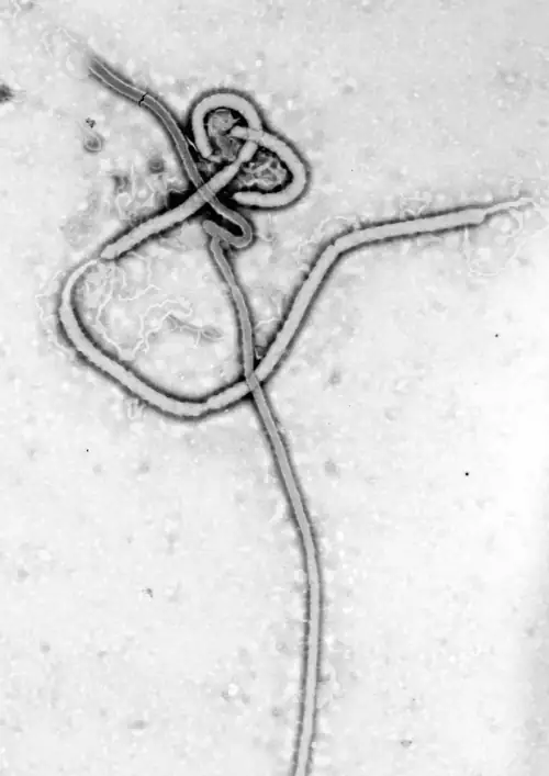 Over 1,000 Dead From Ebola and Officials Can't Track 80% of New Cases