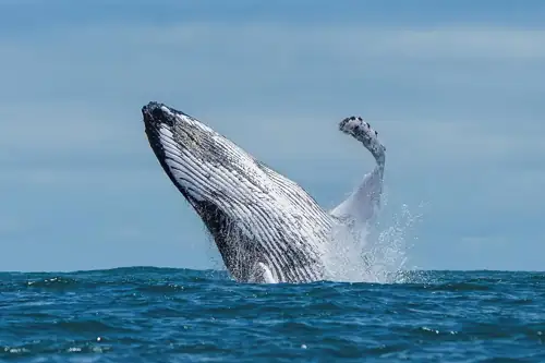 Scientists Find 750-Mile Whale Graveyard in the Indian Ocean With 5-Million-Year-Old Bones