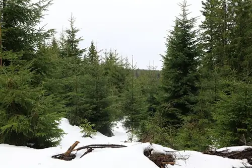 EU's Deforestation Law Finally Lands After Years of Delays That Killed 50M Trees