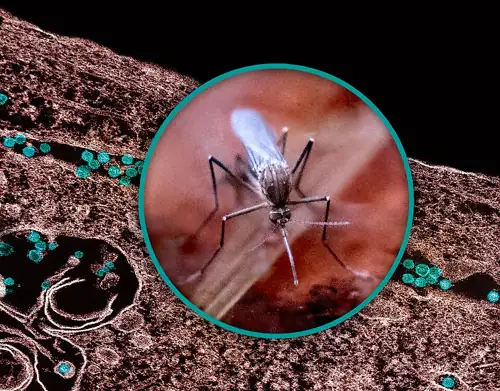 America's West Nile Early Warning System Is Just… Chickens
