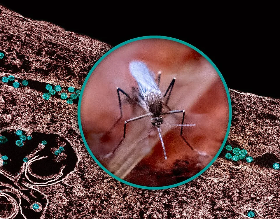 Culex Mosquito and West Nile Virus - 53938899270