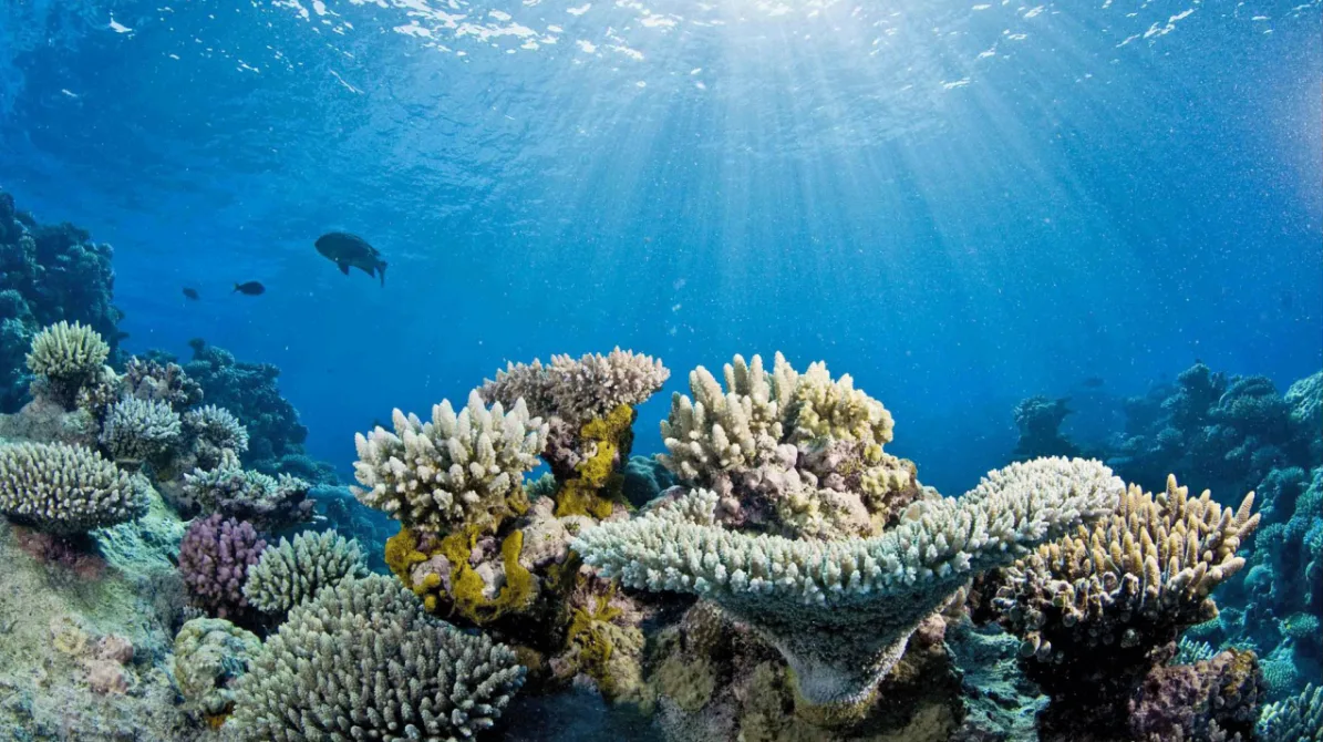 Coral reef with healthy corals and corals with signs of bleaching