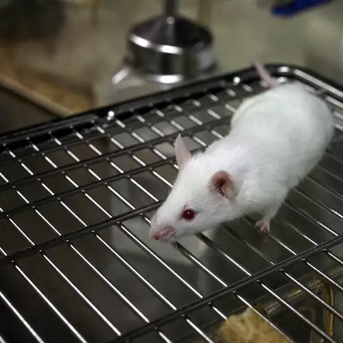 Stanford Grew Human Brain Tissue Inside Mice and It Worked