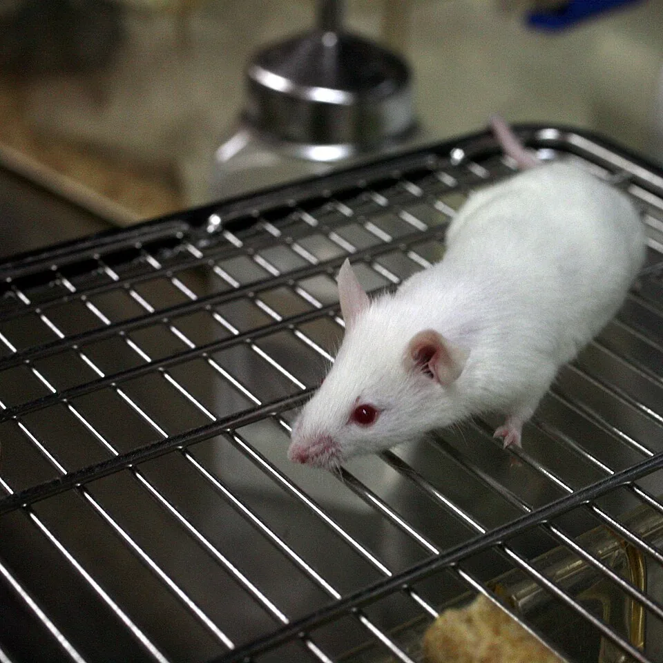 Lab mouse mg 3158