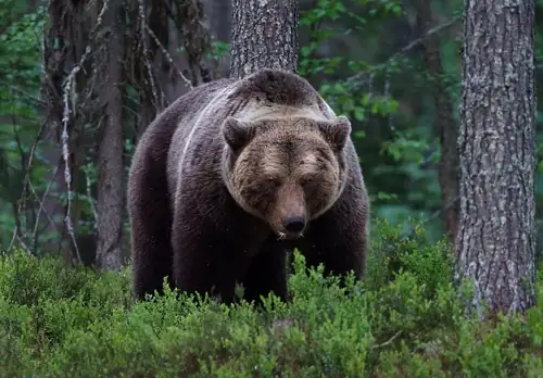 Alaska Woman Fights Off Brown Bear Mid-Run With Bear Spray