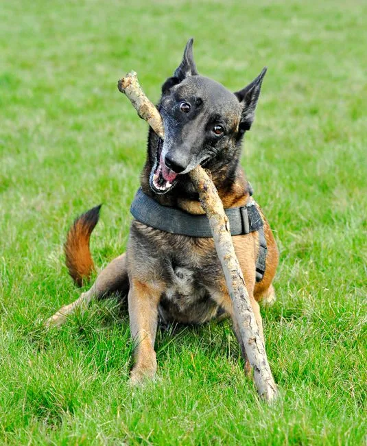 A Belgian Malinois happily playing with a stick on a grassy field in Almere, Flevoland.
