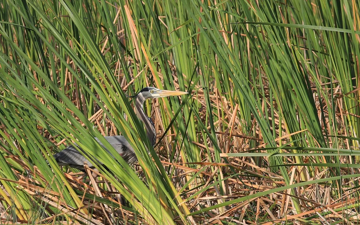 Everglades Great Blue Heron Ardea herodias 7093