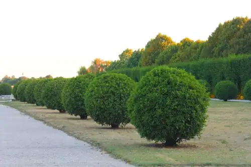 NJ Cop Dressed as a Bush Caught 74 Distracted Drivers in 6 Hours