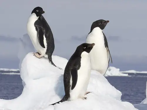 537 Dead Penguins on One Ramp. Bird Flu Didn't Do It. Cholera Did.