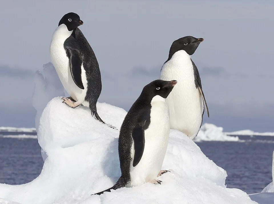 Adelie Penguin (Pygoscelis adeliae) - Flickr - Gregory