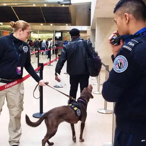 TSA Is Now ICE's Airport Snitch, and Agents Call Travelers 'Easy Targets'