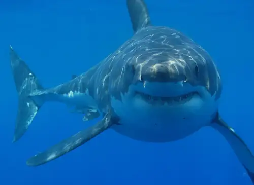 Another American Kid Bitten by a Shark in the Bahamas
