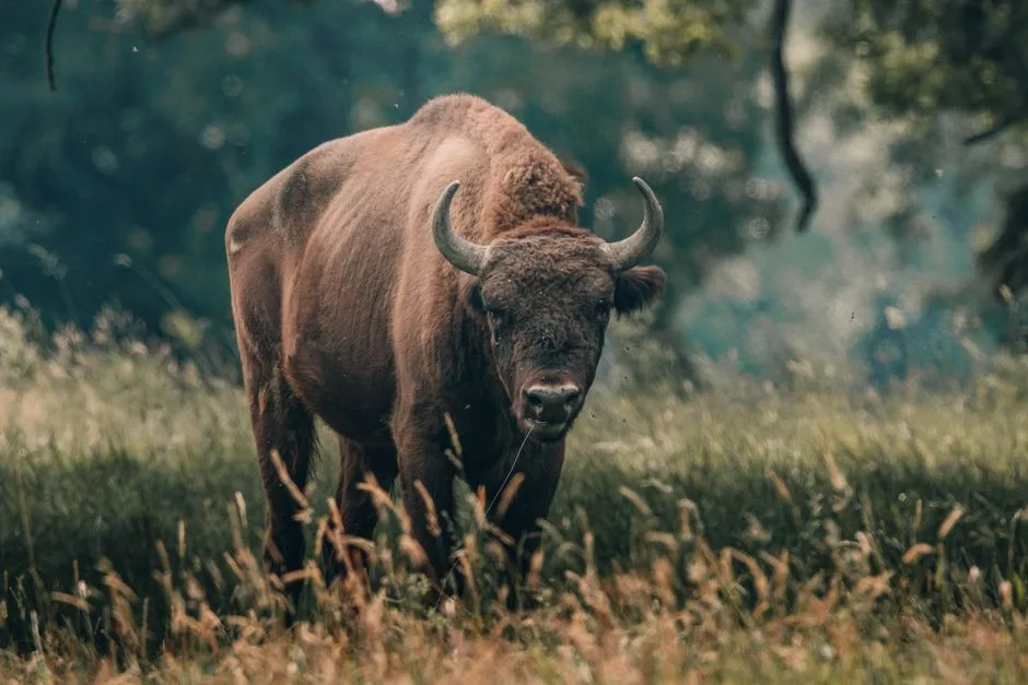 A powerful bison standing in a grassy field, showcasing its strength and presence in nature.