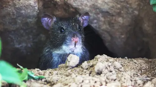 NYC Rats Down 22% But the Ones Left Have 'Reset Their Clocks'