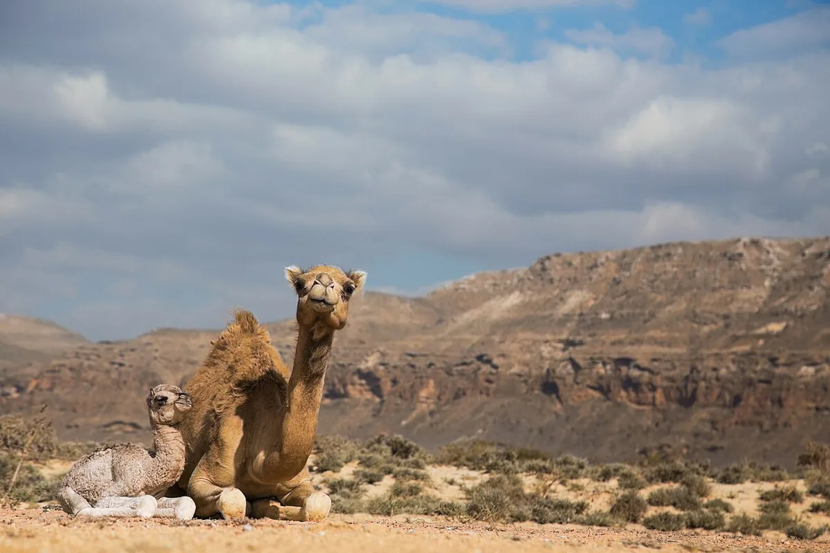 20150115 SB Yemen IMG 8130