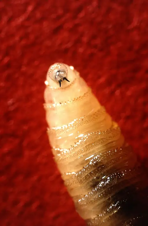 The Flesh-Eating New World Screwworm Has Reached American Wildlife for the First Time, USDA Confirms