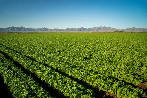 FDA Fumbles Cyclospora Test But Still Blames Taylor Farms Lettuce