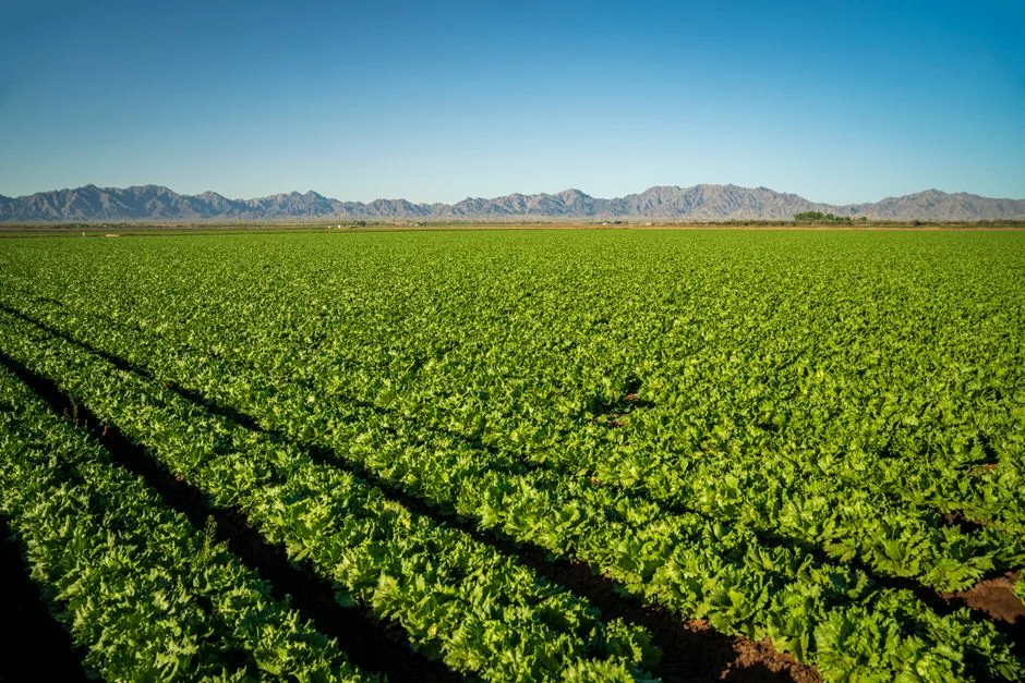 Lush green farmland under a clear blue sky with mountain backdrop. Ideal for agricultural themes.