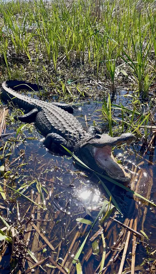 71-Year-Old Fisherman Dragged Into Pond by 12-Foot Gator Nobody Reported