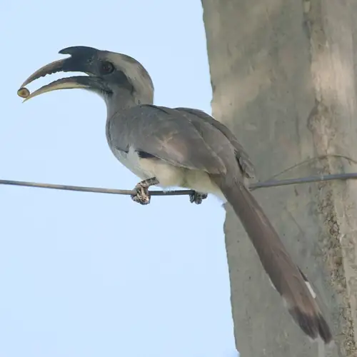 A Bird Extinct for 50 Years Is Back and Raising Chicks on Its Own