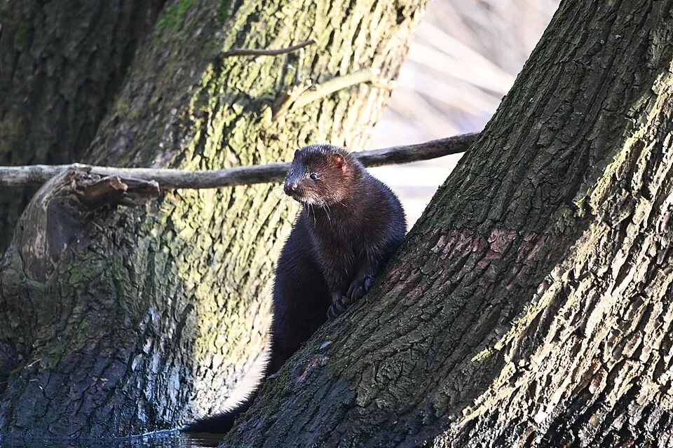 Wilder Mink am Wasser