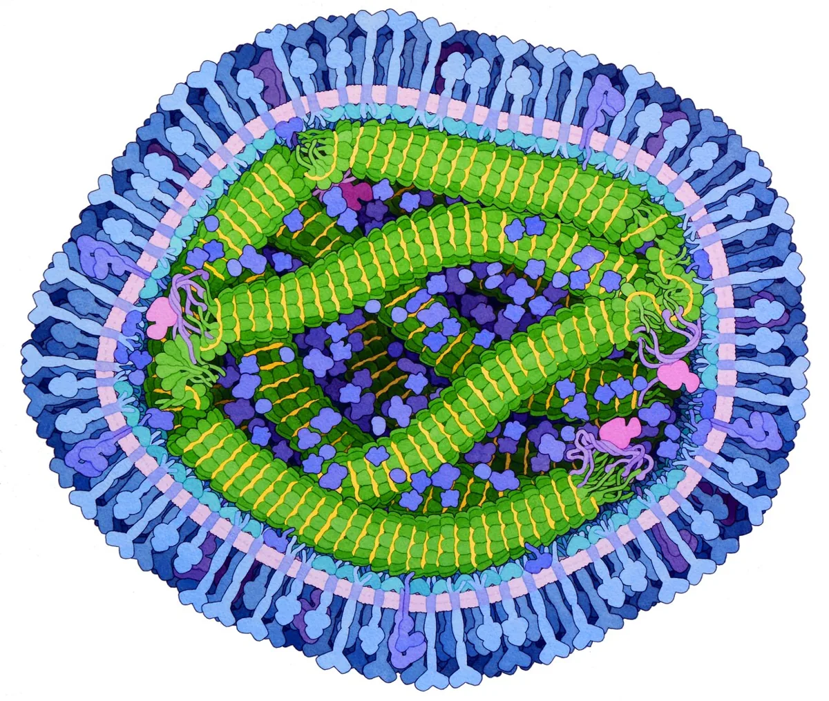 231-Measles-virus-proteins