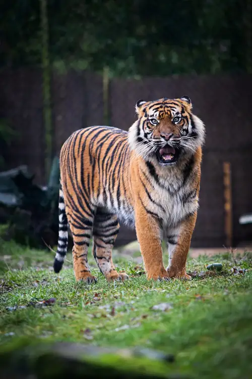 Three Sumatran Tiger Cubs Born in UK Zoo With Only 400 Left on Earth