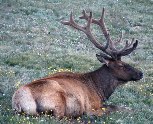 Arizona's Wildlife Overpasses Cut Roadkill Collisions by 90%