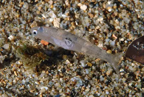 Scientists Are Watching a See-Through Fish Think in Real Time