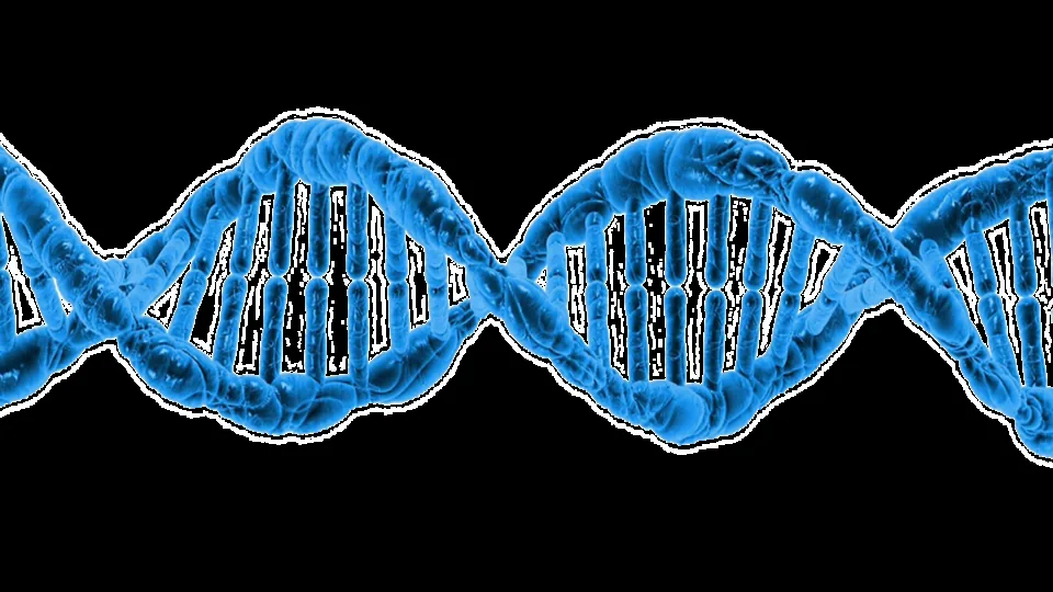 Ácido desoxirribonucleico (DNA)