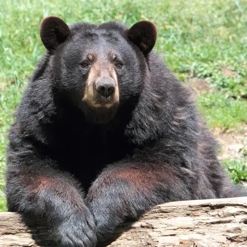Alaska Woman Shoots Bear Mid-Mauling, Dog Named Chaos Survives