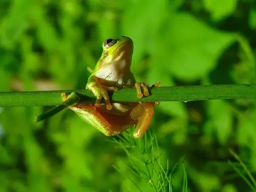Frog Gut Bacteria Nuked Every Single Tumor in These Mice