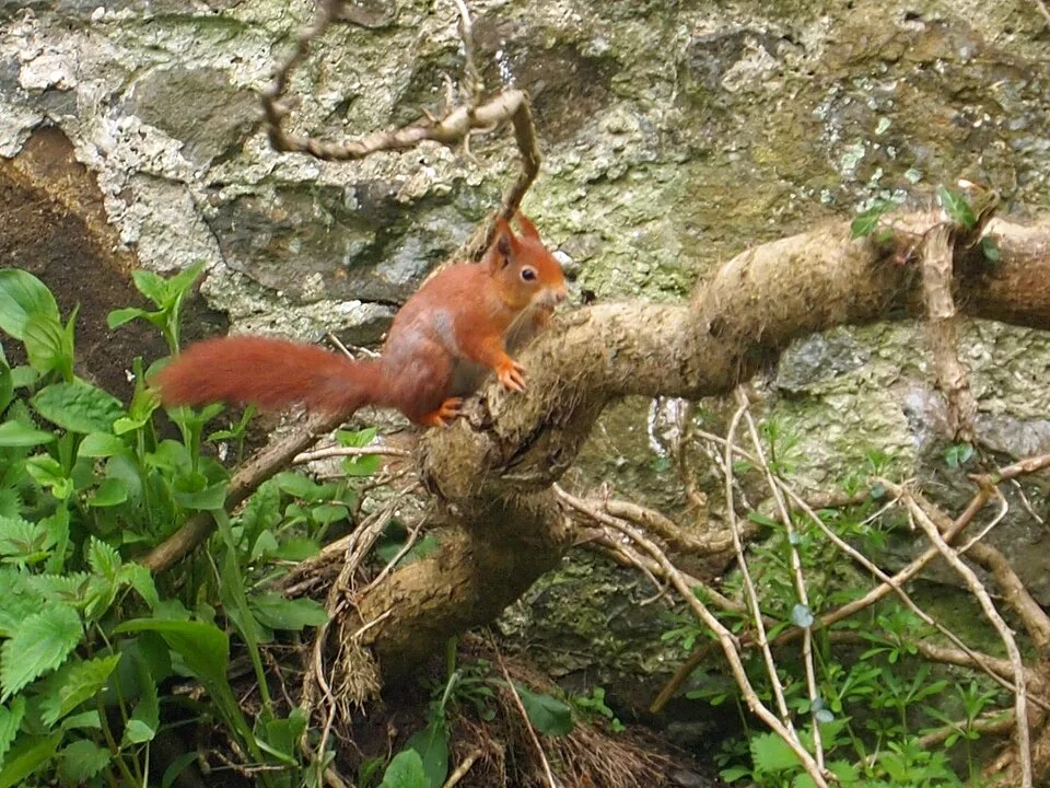 Endangered Species - geograph.org.uk - 4471005