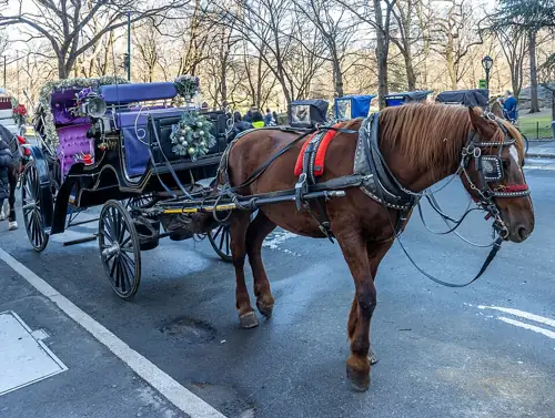 NYC Will Finally Stop Making Horses Pull Tourists Through Traffic