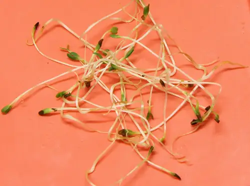Sprout Company Had a Leaking Roof in 2024. Now 55 People Are Sick.